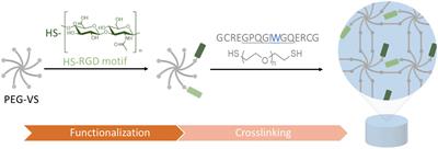 Natural Presentation of Glycosaminoglycans in Synthetic Matrices for 3D Angiogenesis Models